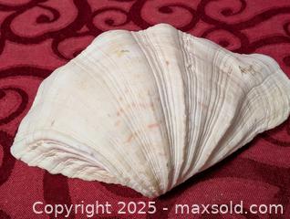 MaxSold Auction: large Seashell Decor or use as a Dish or ashtray - Inverary (Ontario, Canada) SELLER MANAGED Moving Online Auction - Battersea Road