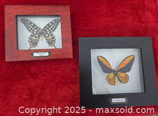 MaxSold Auction: Framed Butterfly/Moth Specimens – Set of 2 Shadowbox Displays - Gananoque (Ontario, Canada) SELLER MANAGED Downsizing Online Auction -  Highway 2 West(STORAGE)                      