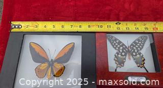 MaxSold Auction: Framed Butterfly/Moth Specimens – Set of 2 Shadowbox Displays - Gananoque (Ontario, Canada) SELLER MANAGED Downsizing Online Auction -  Highway 2 West(STORAGE)                      