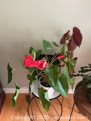 MaxSold Auction: Houseplants - Port Ludlow (Washington, USA) PARTNER MANAGED Estate Sale Online Auction - Fair Wind Court