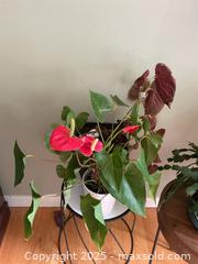 MaxSold Auction: Houseplants - Port Ludlow (Washington, USA) PARTNER MANAGED Estate Sale Online Auction - Fair Wind Court
