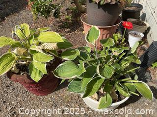 MaxSold Auction: Plants And Planters - Port Ludlow (Washington, USA) PARTNER MANAGED Estate Sale Online Auction - Fair Wind Court