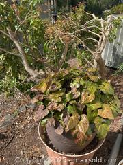 MaxSold Auction: Plants And Planters - Port Ludlow (Washington, USA) PARTNER MANAGED Estate Sale Online Auction - Fair Wind Court