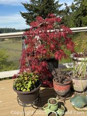 MaxSold Auction: Plants, Planters, And More - Port Ludlow (Washington, USA) PARTNER MANAGED Estate Sale Online Auction - Fair Wind Court