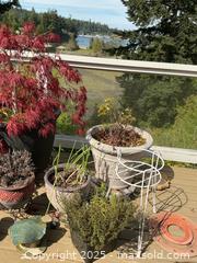 MaxSold Auction: Plants, Planters, And More - Port Ludlow (Washington, USA) PARTNER MANAGED Estate Sale Online Auction - Fair Wind Court