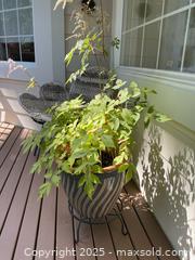 MaxSold Auction: Two Plants On Stands - Port Ludlow (Washington, USA) PARTNER MANAGED Estate Sale Online Auction - Fair Wind Court