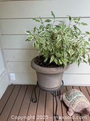 MaxSold Auction: Two Plants On Stands - Port Ludlow (Washington, USA) PARTNER MANAGED Estate Sale Online Auction - Fair Wind Court