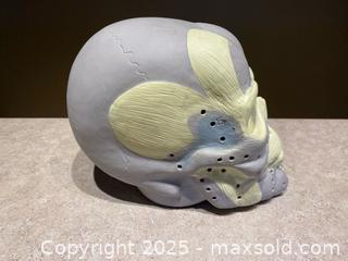 MaxSold Auction: Anatomical Human Skull Model – Painted Muscle and Nerve Reference - London (Ontario, Canada) PARTNER MANAGED Downsizing Online Auction - Trillium Crescent