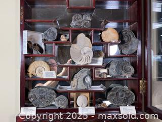 MaxSold Auction: Assorted Fossils  - Ottawa (Ontario, Canada) PARTNER MANAGED Estate Sale Online Auction - Killeen Avenue