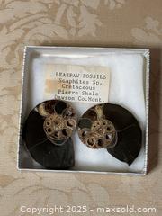 MaxSold Auction: Assorted Fossils  - Ottawa (Ontario, Canada) PARTNER MANAGED Estate Sale Online Auction - Killeen Avenue