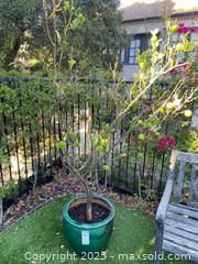 MaxSold Auction: Potted lime tree in green glazed ceramic pot C - Los Angeles (California, USA) Estate Sale Online Auction - La Castana Drive