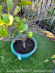 MaxSold Auction: Potted lime tree in green glazed ceramic pot C - Los Angeles (California, USA) Estate Sale Online Auction - La Castana Drive