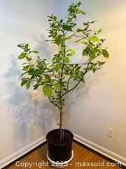 MaxSold Auction: Large Lemon Tree  - Toronto (Ontario, Canada) SELLER MANAGED Estate Sale Online Auction - Richbourne Court