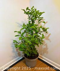 MaxSold Auction: Smaller Lemon Tree - Toronto (Ontario, Canada) SELLER MANAGED Estate Sale Online Auction - Richbourne Court