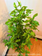 MaxSold Auction: Smaller Lemon Tree - Toronto (Ontario, Canada) SELLER MANAGED Estate Sale Online Auction - Richbourne Court