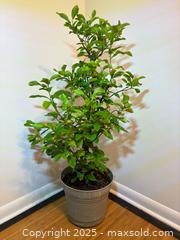 MaxSold Auction: Smaller Lemon Tree - Toronto (Ontario, Canada) SELLER MANAGED Estate Sale Online Auction - Richbourne Court
