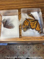 MaxSold Auction: Preserved Butterflies - Point Edward (Ontario, Canada) PARTNER MANAGED Estate Sale Online Auction -  Michigan Avenue