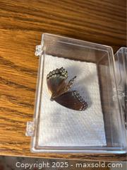 MaxSold Auction: Preserved Butterflies - Point Edward (Ontario, Canada) PARTNER MANAGED Estate Sale Online Auction -  Michigan Avenue