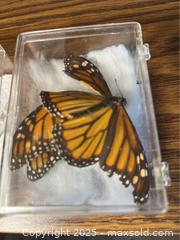 MaxSold Auction: Preserved Butterflies - Point Edward (Ontario, Canada) PARTNER MANAGED Estate Sale Online Auction -  Michigan Avenue
