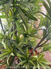 MaxSold Auction: Faux Indoor Tree - Oak Park (California, USA) PARTNER MANAGED Estate Sale Online Auction - Pesto Way