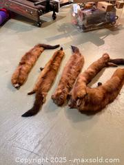 MaxSold Auction: Lot of 4 Vintage Mid-Century Mink Fur Stoles - Windsor (Ontario, Canada) PARTNER MANAGED Downsizing Online Auction - Ashland Drive