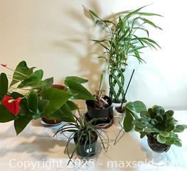 MaxSold Auction: House plants - Port Townsend (Washington, USA) PARTNER MANAGED Estate Sale Online Auction - Rosewood Street