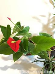 MaxSold Auction: House plants - Port Townsend (Washington, USA) PARTNER MANAGED Estate Sale Online Auction - Rosewood Street