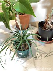 MaxSold Auction: House plants - Port Townsend (Washington, USA) PARTNER MANAGED Estate Sale Online Auction - Rosewood Street