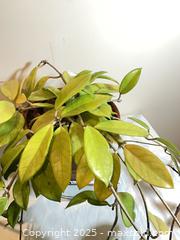 MaxSold Auction: Houseplants - Port Townsend (Washington, USA) PARTNER MANAGED Estate Sale Online Auction - Rosewood Street