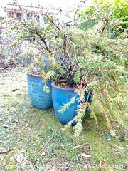 MaxSold Auction: Large Ceramic Pots - Port Townsend (Washington, USA) PARTNER MANAGED Estate Sale Online Auction - Rosewood Street