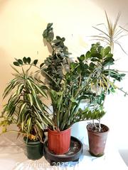 MaxSold Auction: Large Houseplants - Port Townsend (Washington, USA) PARTNER MANAGED Estate Sale Online Auction - Rosewood Street