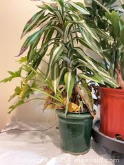 MaxSold Auction: Large Houseplants - Port Townsend (Washington, USA) PARTNER MANAGED Estate Sale Online Auction - Rosewood Street
