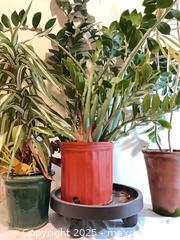 MaxSold Auction: Large Houseplants - Port Townsend (Washington, USA) PARTNER MANAGED Estate Sale Online Auction - Rosewood Street