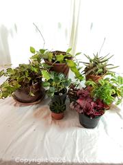 MaxSold Auction: Last of the Houseplants - Port Townsend (Washington, USA) PARTNER MANAGED Estate Sale Online Auction - Rosewood Street