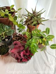 MaxSold Auction: Last of the Houseplants - Port Townsend (Washington, USA) PARTNER MANAGED Estate Sale Online Auction - Rosewood Street