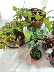 MaxSold Auction: Last of the Houseplants - Port Townsend (Washington, USA) PARTNER MANAGED Estate Sale Online Auction - Rosewood Street