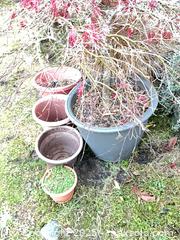 MaxSold Auction: Plastic Pots with plants or dirt - Port Townsend (Washington, USA) PARTNER MANAGED Estate Sale Online Auction - Rosewood Street