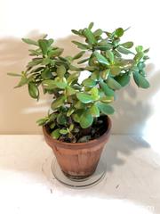 MaxSold Auction: Succulents - Port Townsend (Washington, USA) PARTNER MANAGED Estate Sale Online Auction - Rosewood Street