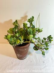 MaxSold Auction: Succulents - Port Townsend (Washington, USA) PARTNER MANAGED Estate Sale Online Auction - Rosewood Street