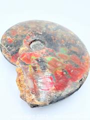 MaxSold Auction: Gem Grade Opalized Ammonite Fossil Large 5”L 4”H 1.25”w - Esquimalt (British Columbia, Canada) PARTNER MANAGED Reseller Online Auction - Lampson Street