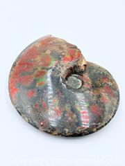 MaxSold Auction: Gem Grade Opalized Ammonite Fossil Large 5”L 4”H 1.25”w - Esquimalt (British Columbia, Canada) PARTNER MANAGED Reseller Online Auction - Lampson Street