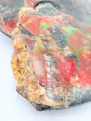 MaxSold Auction: Gem Grade Opalized Ammonite Fossil Large 5”L 4”H 1.25”w - Esquimalt (British Columbia, Canada) PARTNER MANAGED Reseller Online Auction - Lampson Street