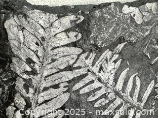 MaxSold Auction: Fern Fossil Shale Slab - Toronto (Ontario, Canada) SELLER MANAGED Downsizing Online Auction - Nassau Street