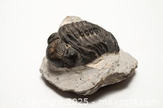 MaxSold Auction: Trilobite Fossil - Toronto (Ontario, Canada) SELLER MANAGED Downsizing Online Auction - Nassau Street