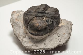 MaxSold Auction: Trilobite Fossil - Toronto (Ontario, Canada) SELLER MANAGED Downsizing Online Auction - Nassau Street