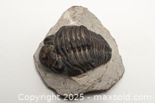 MaxSold Auction: Trilobite Fossil - Toronto (Ontario, Canada) SELLER MANAGED Downsizing Online Auction - Nassau Street