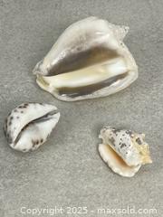 MaxSold Auction: Lot of Decorative Seashells - Cobourg (Ontario, Canada) SELLER MANAGED Downsizing Online Auction - Burnham Street