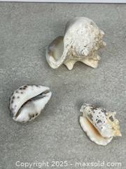 MaxSold Auction: Lot of Decorative Seashells - Cobourg (Ontario, Canada) SELLER MANAGED Downsizing Online Auction - Burnham Street