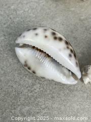 MaxSold Auction: Lot of Decorative Seashells - Cobourg (Ontario, Canada) SELLER MANAGED Downsizing Online Auction - Burnham Street