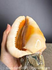 MaxSold Auction: INCREDIBLE! Large Antique Conch Shell Lamp - Victoria (British Columbia, Canada) PARTNER MANAGED Estate Sale Online Auction PART 1 - Bay Street